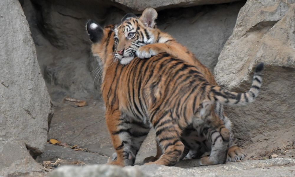 Tiger soll zwei Menschen getötet haben