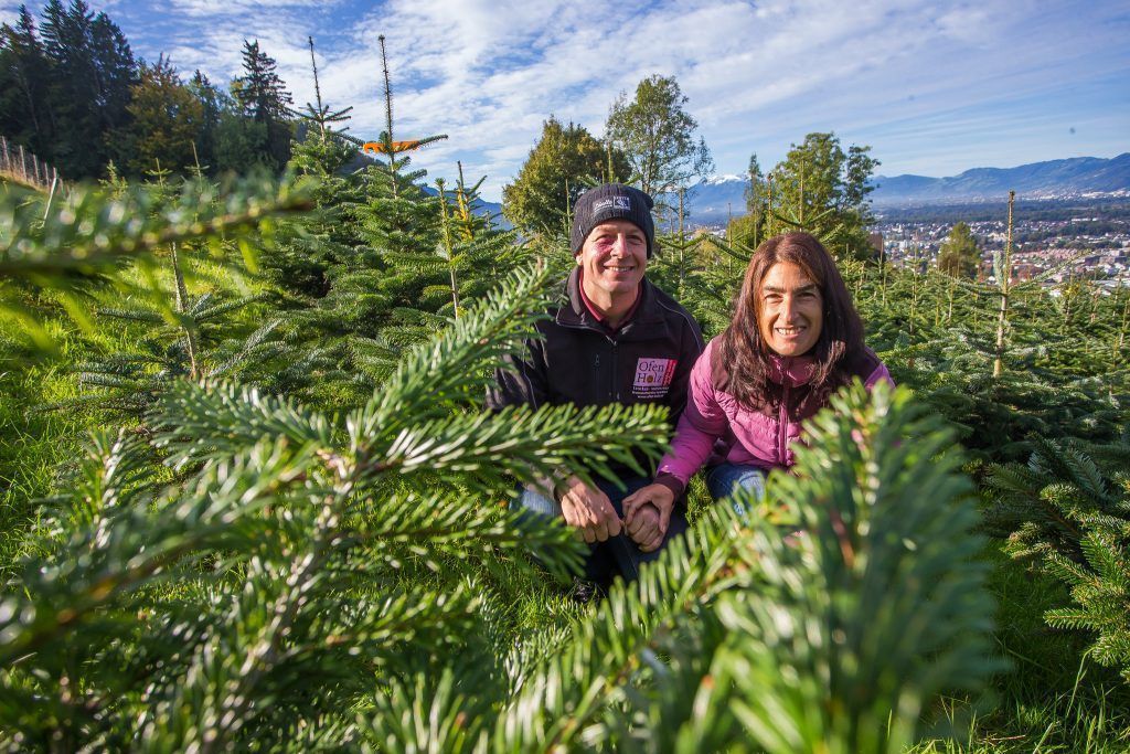 Stark und tief verwurzelt im Wald