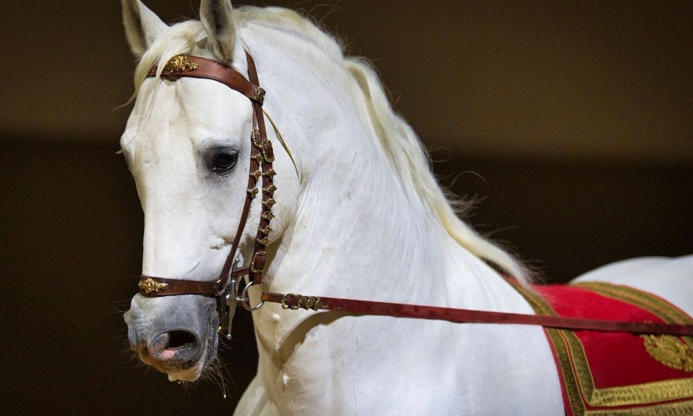 Lipizzaner bekommen zu wenig Bewegung