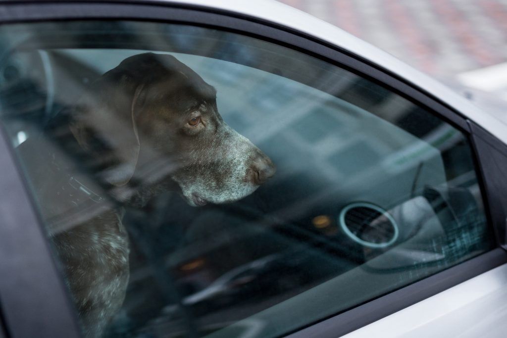 Tierquälerei: Hunde mit offenen Wunden
