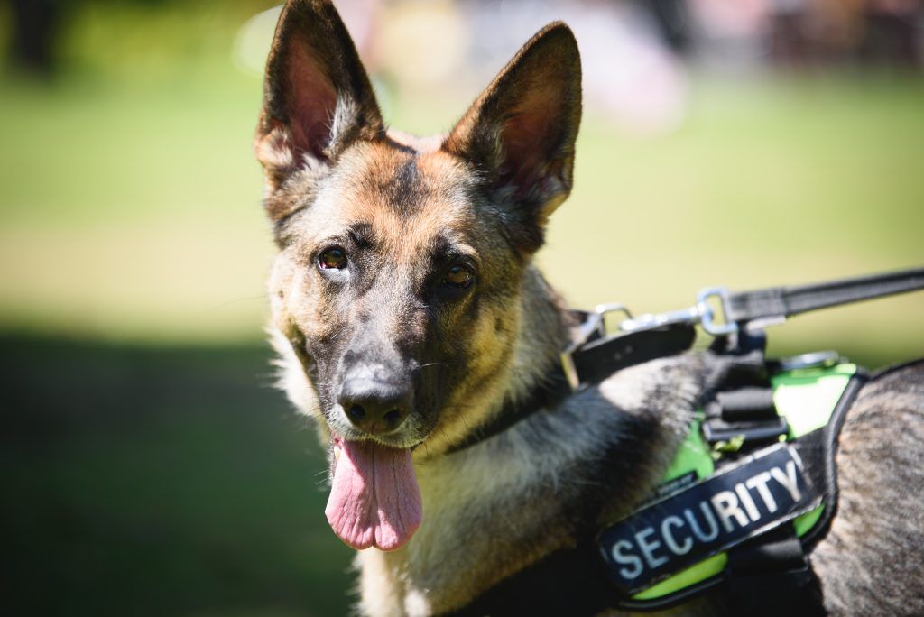 Sturz wegen Hund: Staat haftet nicht