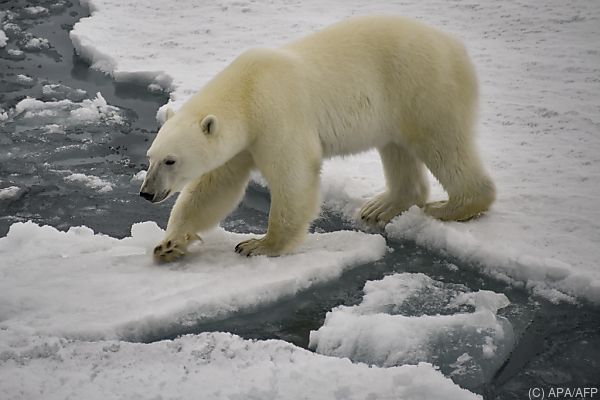 Weniger unterernährte Eisbären in Dörfern am Nordpolarmeer