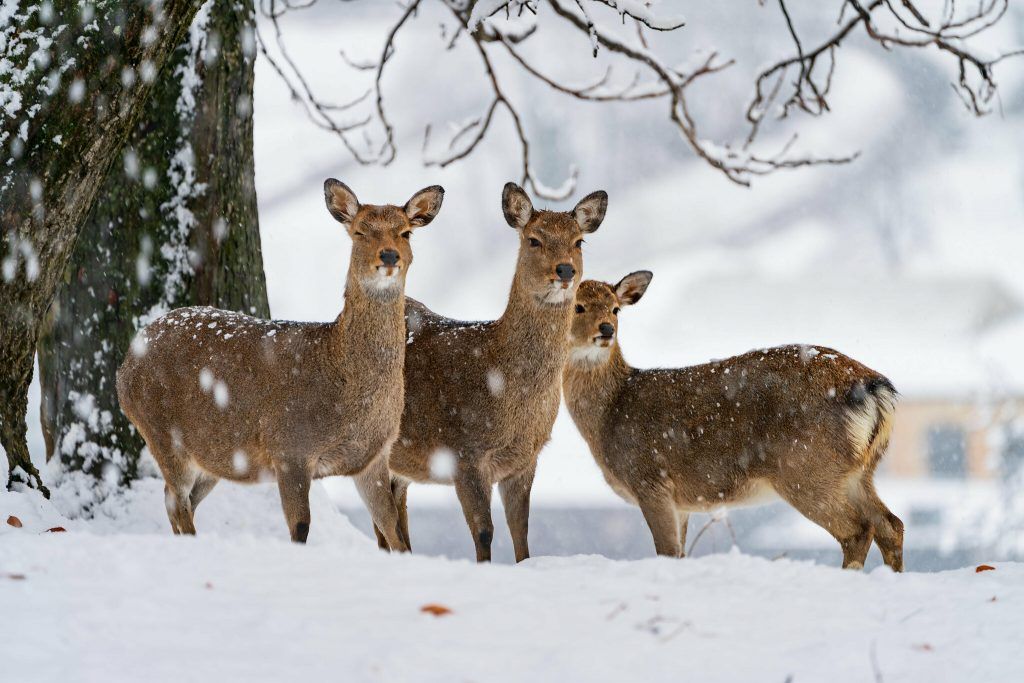 Feuerwerke stören Wild und Vogelwelt
