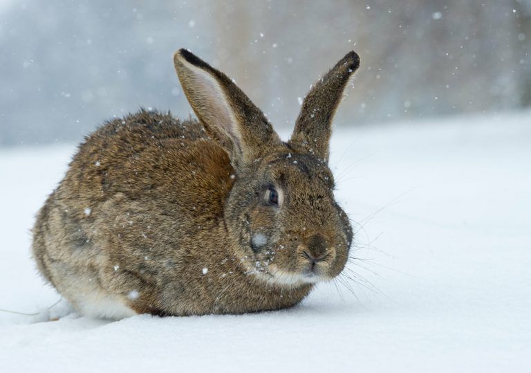 Einer der möglichen Besucher im Garten: der Hase.<span class="copyright"> DPA</span>