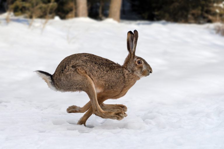 Der Hase ernährt sich im Winter von Rinden, Ästen und Sträuchern.<span class="copyright">Shutterstock</span>