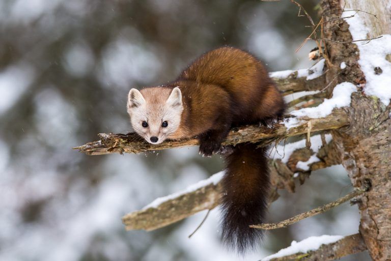 Dass Marder das Blut ihrer Beute aussaugen, ist ein Gerücht.<span class="copyright">Shutterstock</span>
