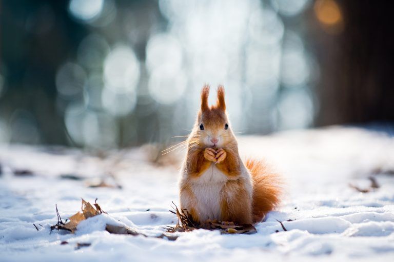 Eichhörnchen kommen zu den Vogelfutterstellen und bedienen sich dort.<span class="copyright">Shutterstock</span>