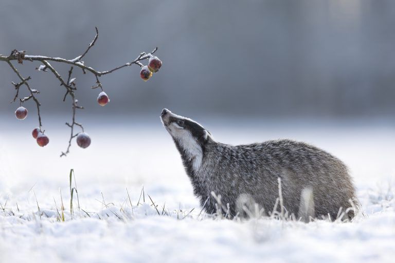 Der Dachs ist zwar nicht der große Räuber, darf aber nicht unterschätzt werden. <span class="copyright">Shutterstock</span>