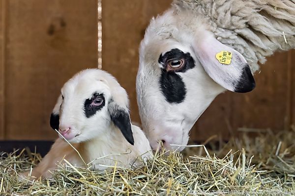 Zahlreiche Jungtiere am Tirolerhof im Wiener Tiergarten