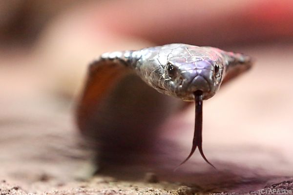 Queensland verzeichnet Rekord an Schlangenbissen