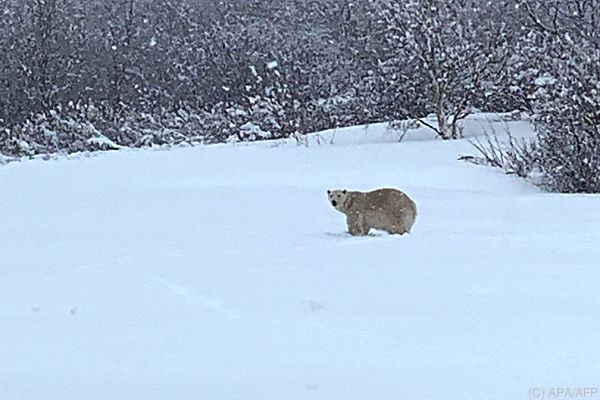 Eisbär im Süden Kanadas aufgetaucht
