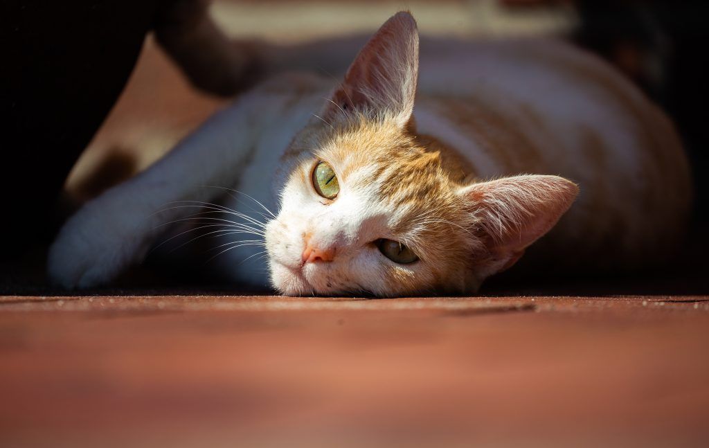Gefälschter Vertrag über Kauf der Katze