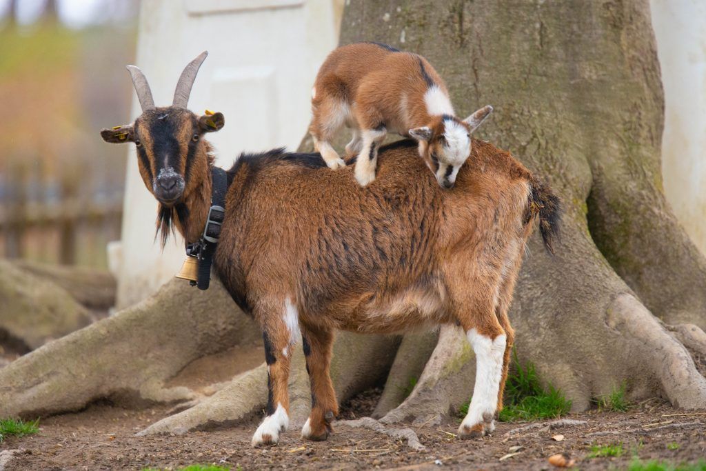 Frühlingsboten und tierischer Nachwuchs