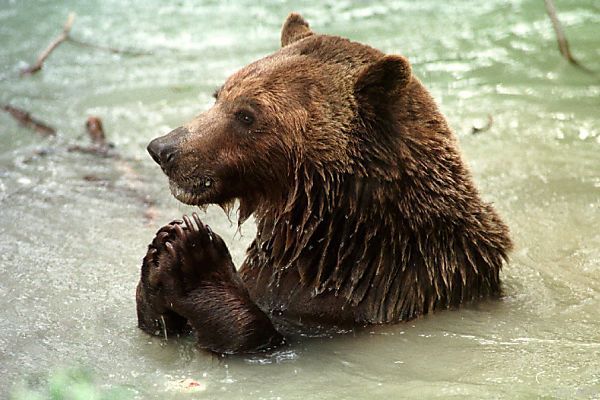 Braunbär in Bayern in Fotofalle getappt