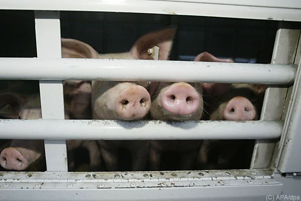 Tierschutzgesetz im Ministerrat präsentiert