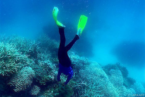 Hitzewelle schädigt Korallen des Great Barrier Reef massiv