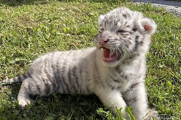 Weißer Königstiger im &#8220;Weißen Zoo&#8221; in NÖ geboren