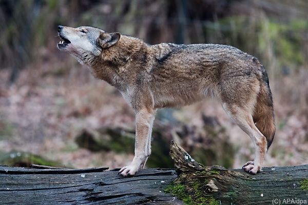 Schon bald könnte es in Kärnten Wolfsrudel geben
