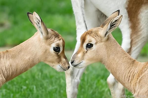 Seltene Mhorrgazellen im Tiergarten Schönbrunn nachgezüchtet