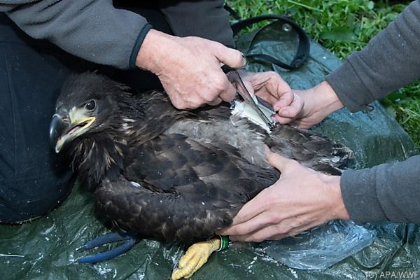 Österreichischer Seeadler flog bis nach Russland