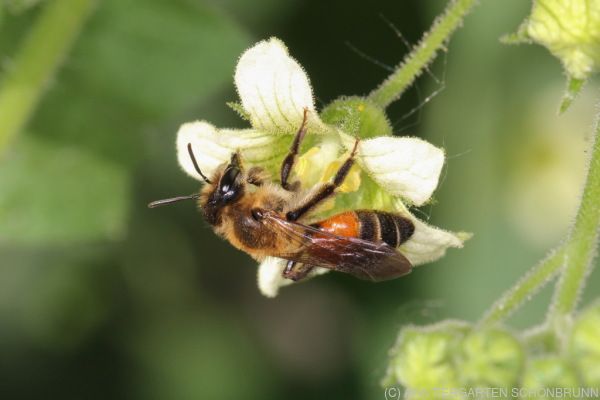 Zahlreiche Wildbienenarten im Wiener Tiergarten zuhause