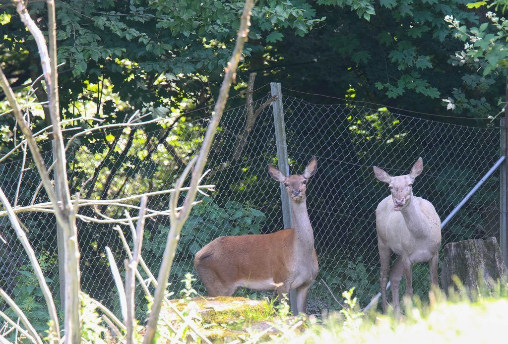 Warum der Wildpark nicht mehr Geld bekommt