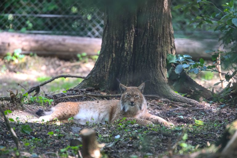 Eine Attraktion: Der Luchs. <span class="copyright">Hartinger</span>