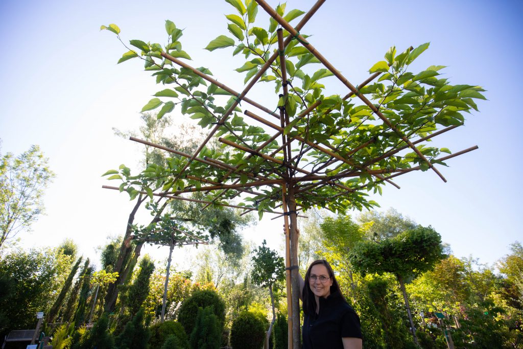 Schattenbäume für jeden Garten