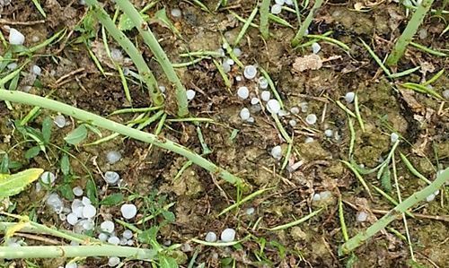 Millionenschäden durch Hagel