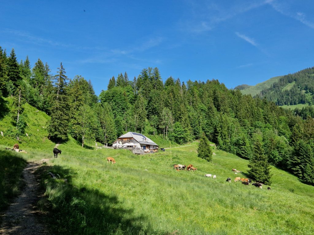 Romantische Wanderung im Wald