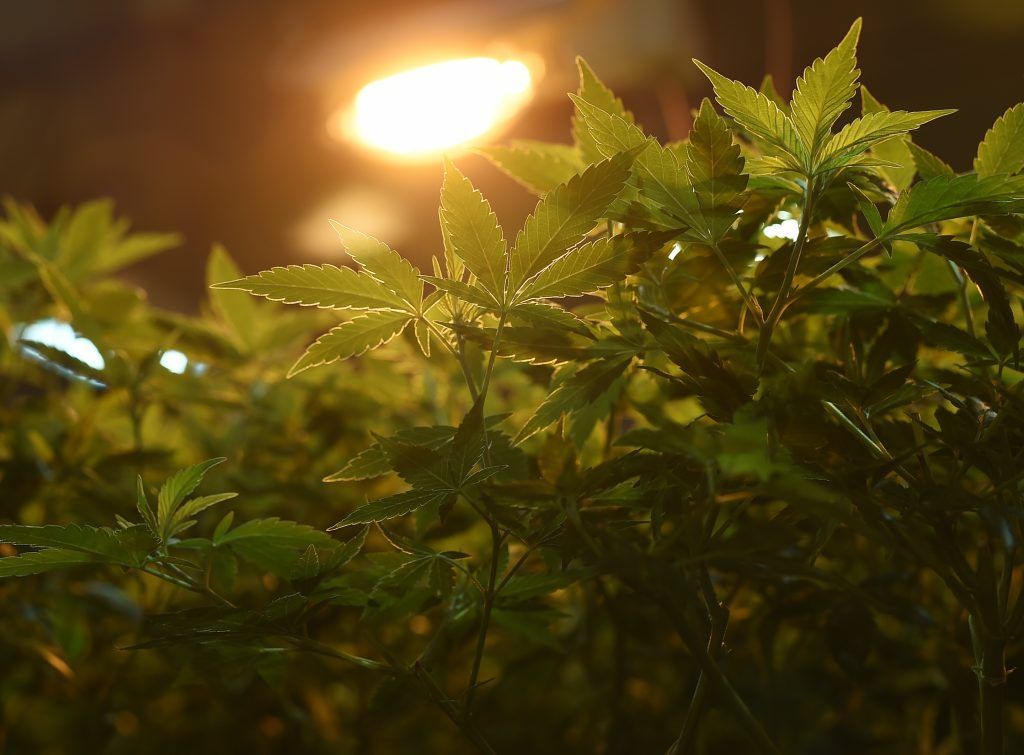 61 Kilo Marihuana: 2,5 Jahre Gefängnis