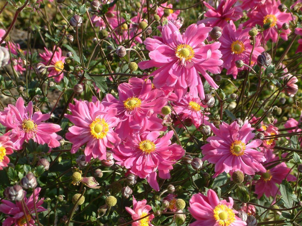 Im Herbst blüht noch allerhand im Garten