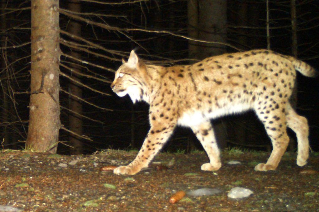 Erste Europäische Wildkatze in Vorarlberg nachgewiesen
