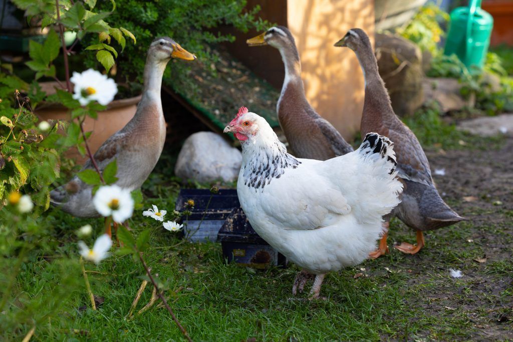 Wenn ein Huhn Enten großzieht