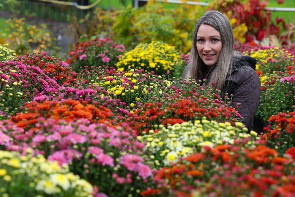 Blütenkugeln in allen möglichen Farben