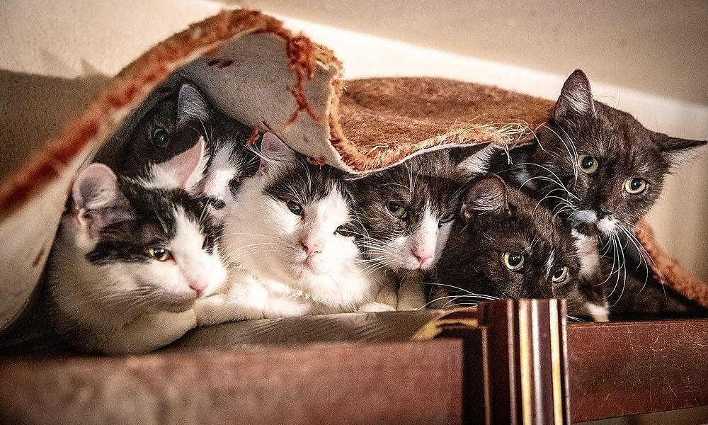 47 Katzen aus Wohnung in Wien gerettet