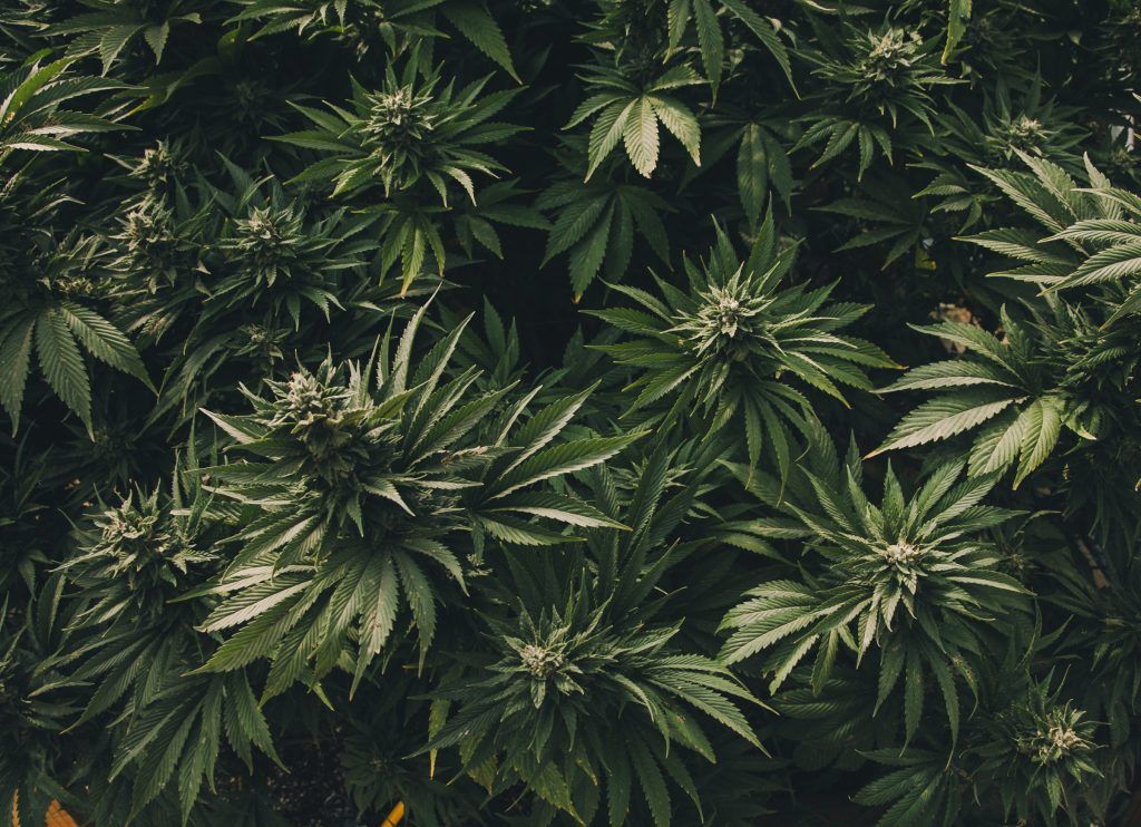 2,5 Jahre Haft für 81 Kilogramm Marihuana