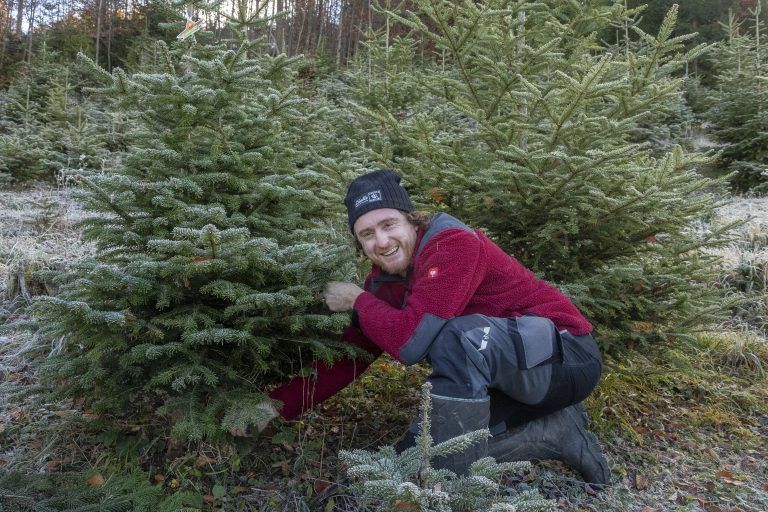 Arthur Heel erntete diesen Christbaum für die Pressekonferenz ausnahmsweise früher. Die anderen dürfen noch eine Woche wachsen, damit sie an Weihnachten noch frisch sind. <span class="copyright">Paulitsch </span>