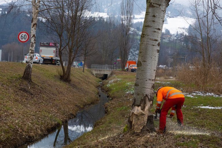 In Schwarzach musste ein angenagter Baum gefällt werden. <span class="copyright">Klaus Hartinger</span>