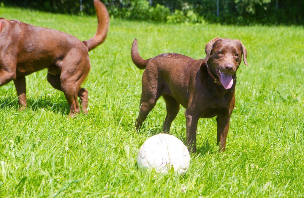 Morddrohungen gegen Halterin eines Hundes