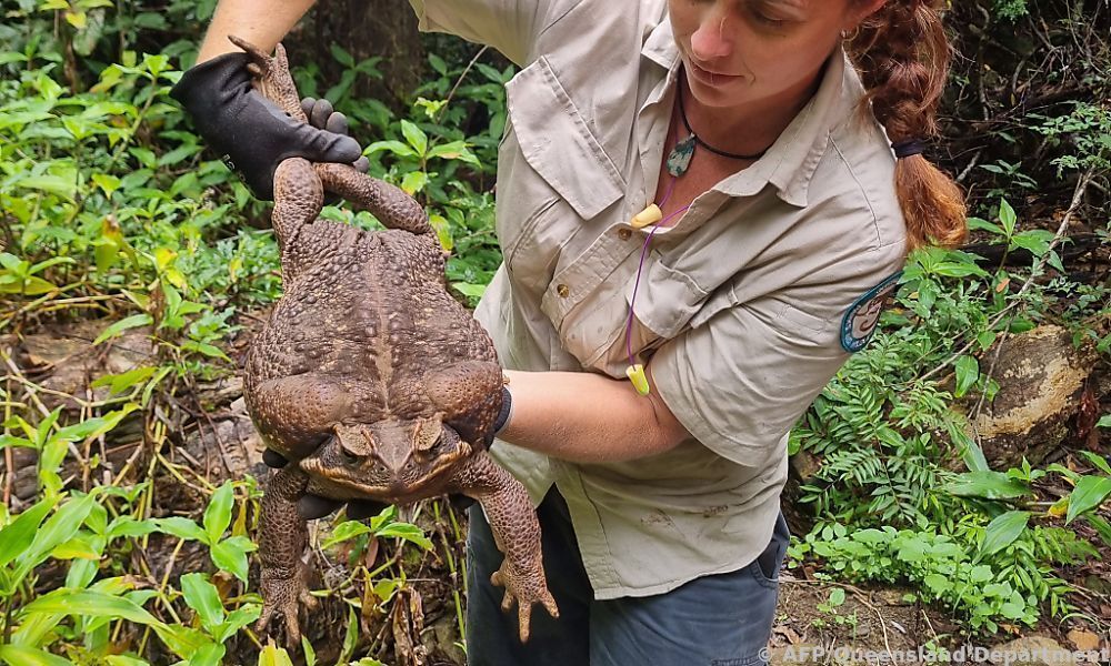 So schwer wie ein Baby: Monster-Kröte in Australien entdeckt