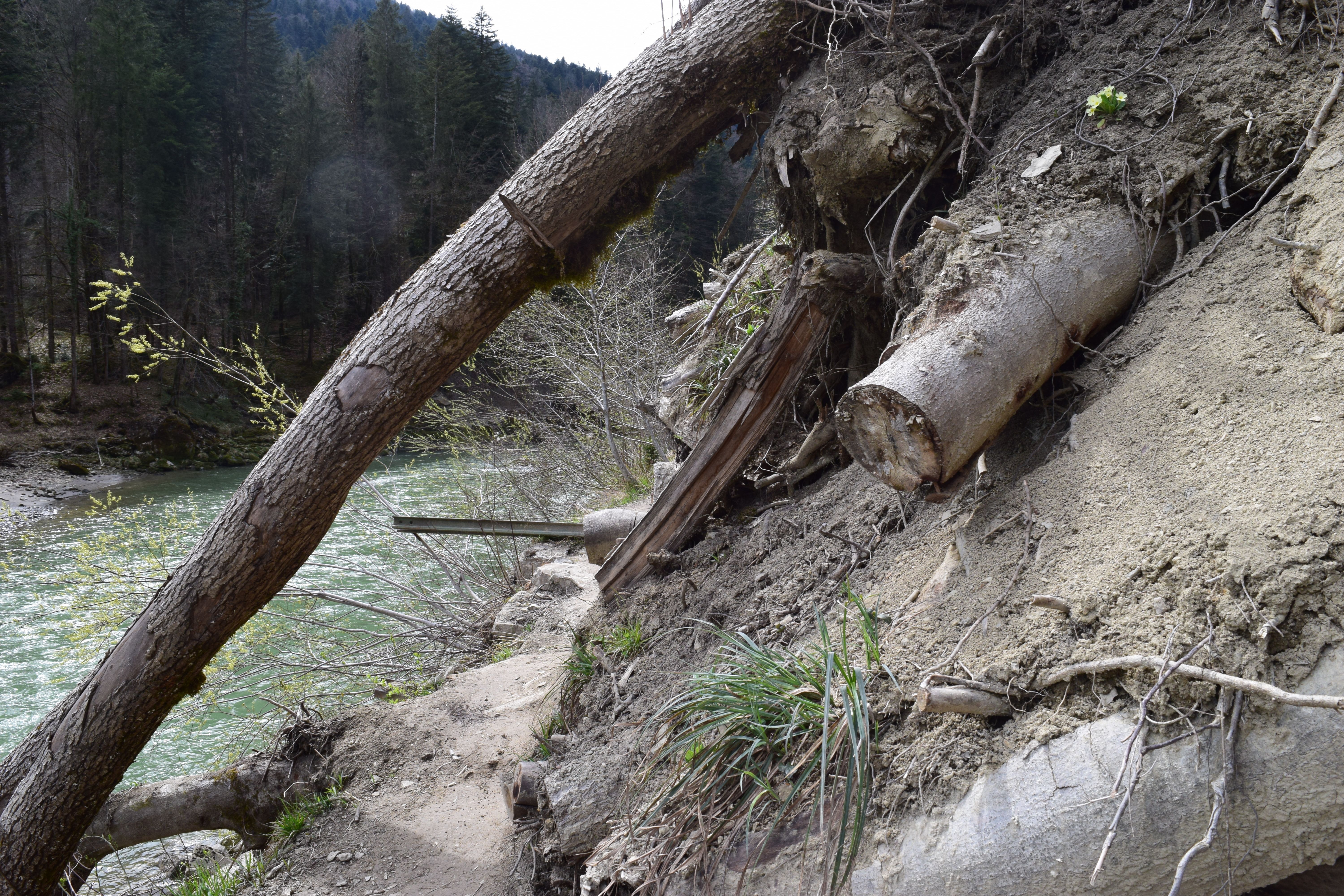 Der Trampelpfad ist immer wieder durch Rutsche verlegt. <span class="copyright">Kompatscher</span>