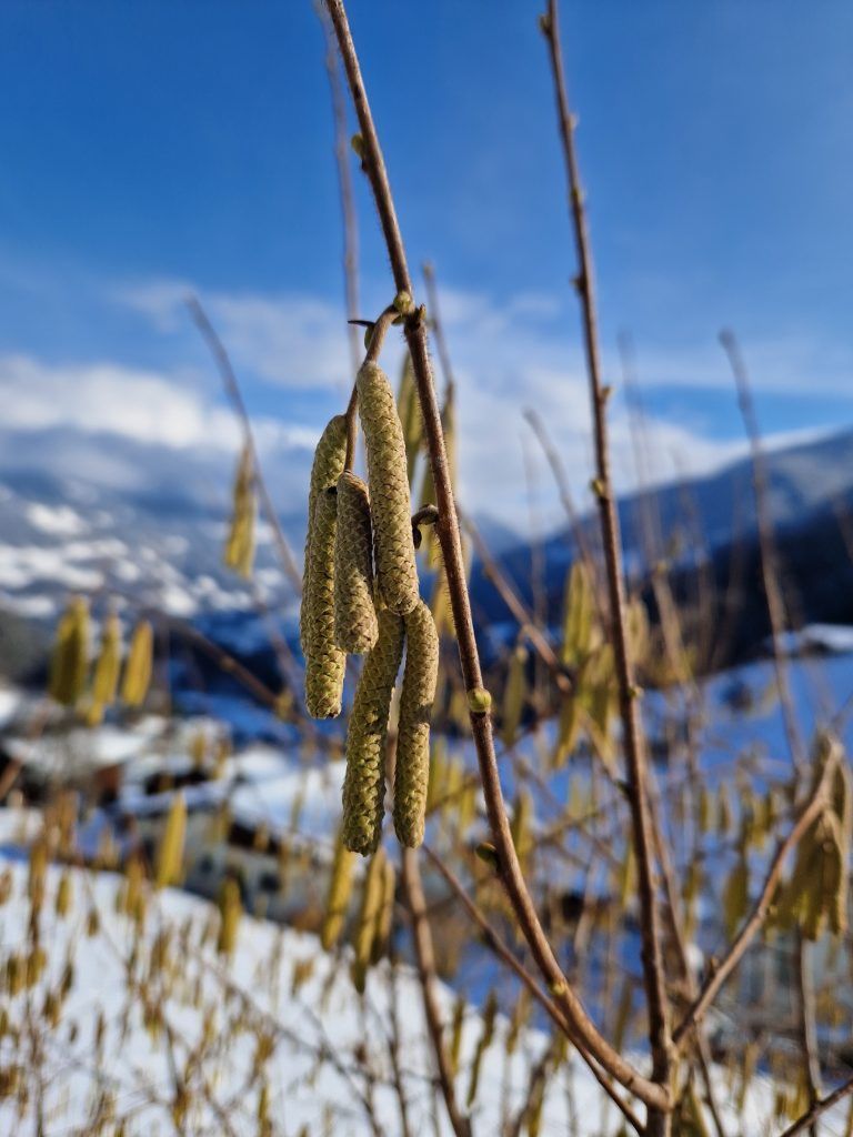 Gemeiner Hasel gehört zur Familie der Birkengewächse. <span class="copyright">Gerhard Vylet</span>