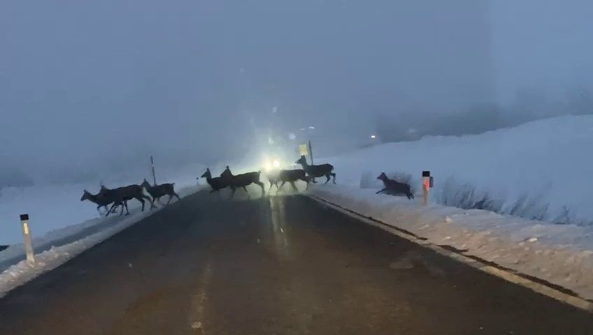 Riesiges Rudel Rotwild auf der Straße gefilmt