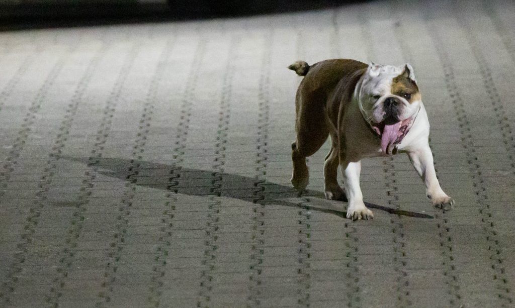 Hundehalterin beging doch keine Tierquälerei