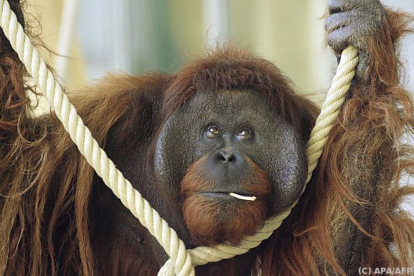 Tiergarten Schönbrunn schläferte Orang-Utan-Männchen ein