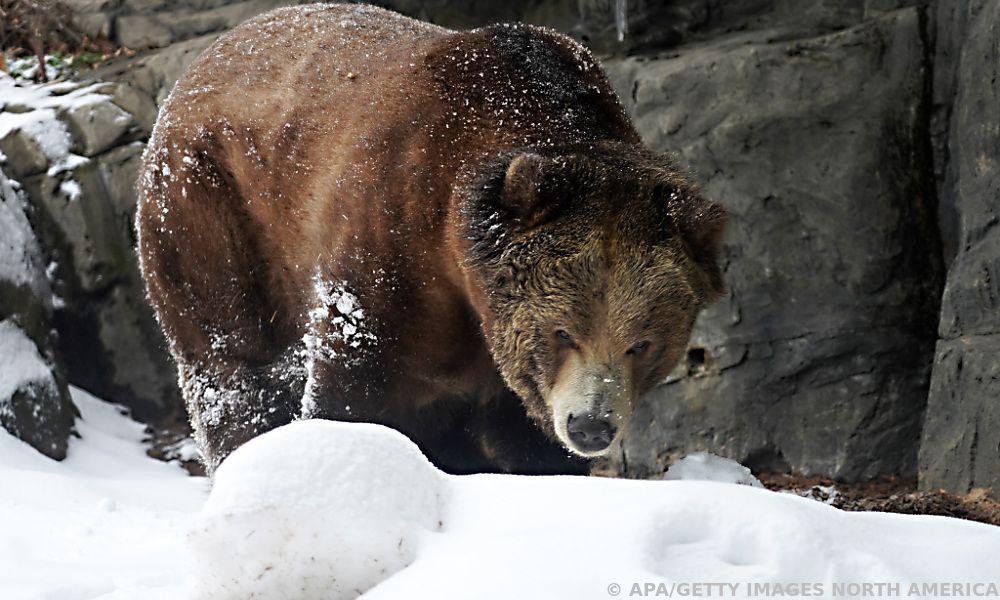 Grizzlybär-Bestände in den Rocky Mountains erholen sich