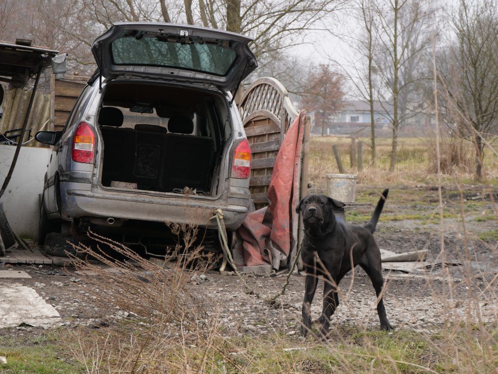 Tierschützer zeigen drei Hundehalter an