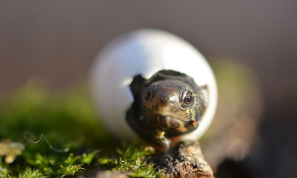 Weltkleinste Schildkrötenart nachgezüchtet