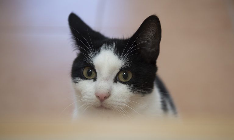 Gefühle der Katze im Scheidungsprozess nicht entscheidend. (Symbolbild) <span class="copyright">Paul Zinken</span>